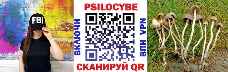 где продают наркотики  Мамоново  Галлюциногенные грибы Cubensis 